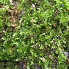 Brachythecium rutabulum