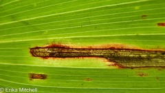 Synchysa tricincta