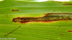 Synchysa tricincta