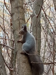 Sciurus vulgaris