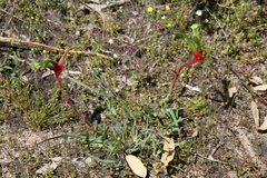 Anigozanthos bicolor