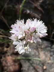 Allium amplectens