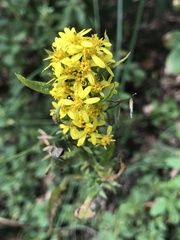 Solidago virgaurea asiatica