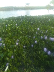 Pontederia crassipes