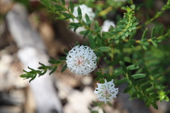 Pimelea ciliata