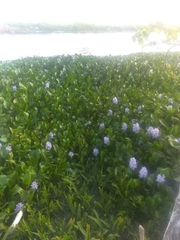 Pontederia crassipes