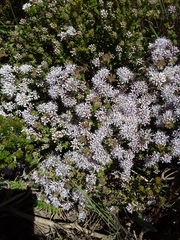 Agathosma ciliaris