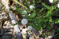 Pimelea ciliata