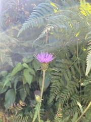 Cirsium nipponicum incomptum
