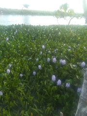 Pontederia crassipes