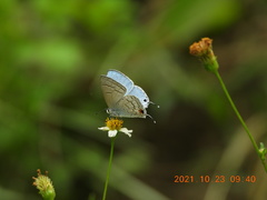 Catochrysops panormus exiguus