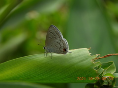 Catochrysops panormus exiguus
