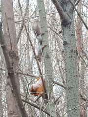 Sciurus vulgaris