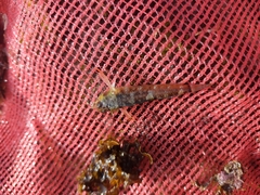 Enneapterygius atrogulare