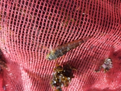 Enneapterygius atrogulare