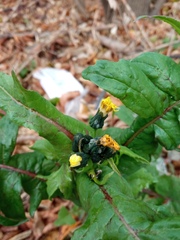 Sonchus oleraceus