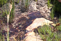 Poyntonia paludicola