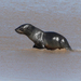 photo of Cape Fur Seal (Arctocephalus pusillus pusillus)