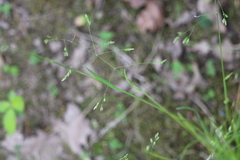 Poa wolfii