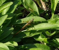 Conocephalus exemptus