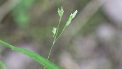 Poa wolfii
