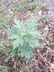 Artemisia vulgaris