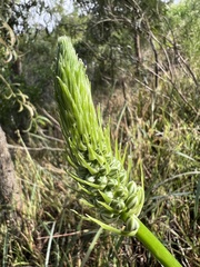 Albuca bracteata
