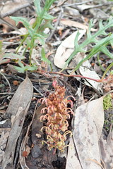 Grevillea obtecta