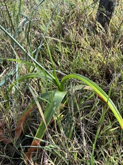 Albuca bracteata