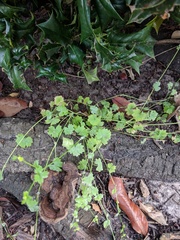 Ranunculus platensis