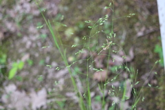 Poa wolfii