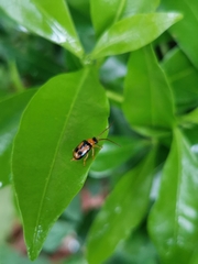 Spilocephalus bipunctatus