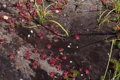 Poyntonia paludicola
