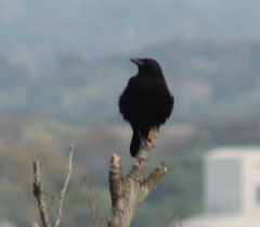 Corvus corone