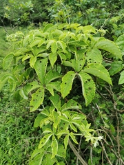 Cyphostemma hypoleucum