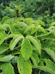 Cyphostemma hypoleucum