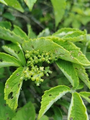 Cyphostemma hypoleucum