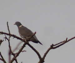 Columba palumbus
