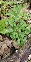 Oxalis stricta