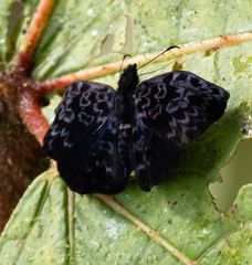 Cycloglypha thrasibulus