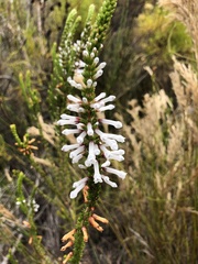 Erica colorans