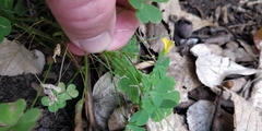 Oxalis stricta