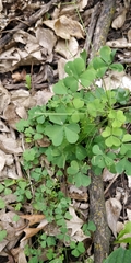 Oxalis stricta