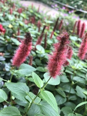 Acalypha hispida