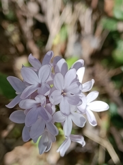 Syringa vulgaris