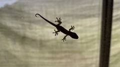 Gekko japonicus