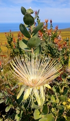 Protea aurea potbergensis