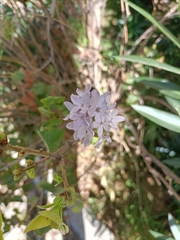 Syringa vulgaris