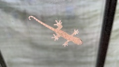 Gekko japonicus