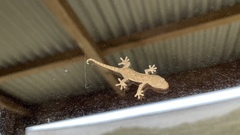 Gekko japonicus